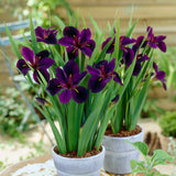 Louisiana Iris - Black Gamecock