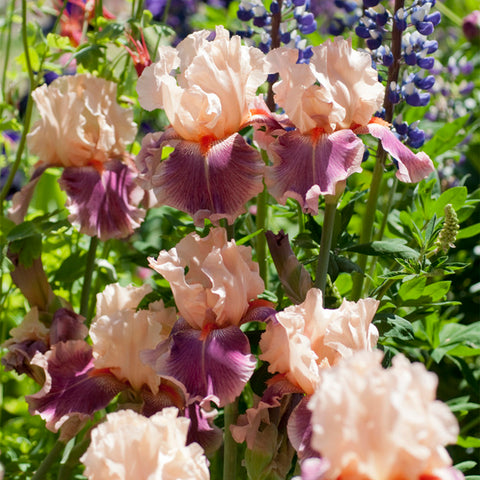 Bearded Iris - Cherry Blossom Song