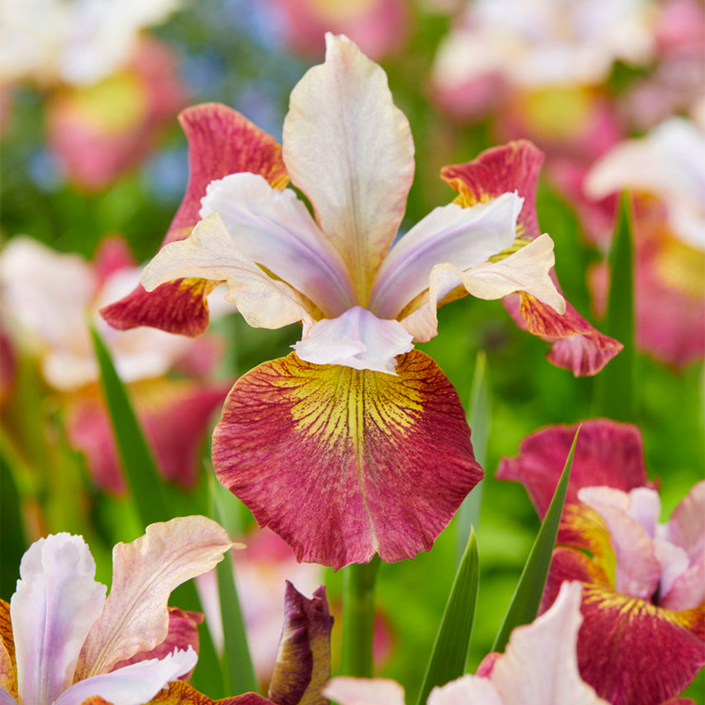 Iris Siberica