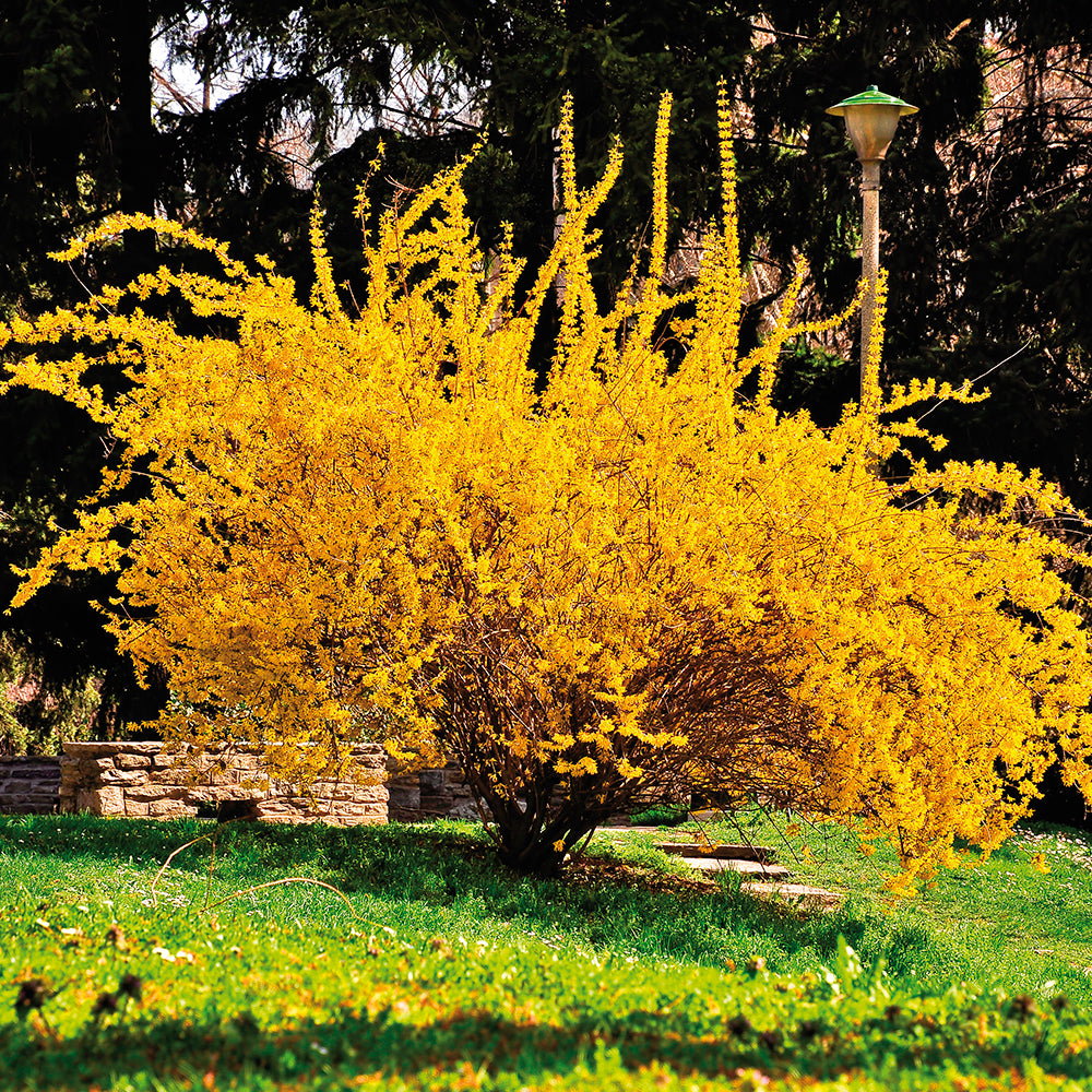 fertilizer for forsythia plants Forsythia