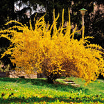 Forsythia - Lynwood Gold