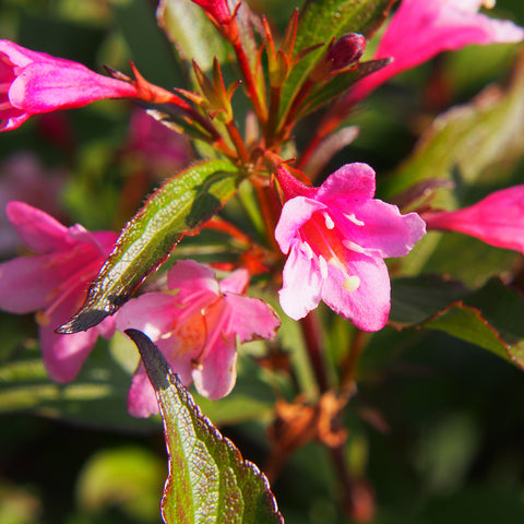 Weigela - florida Java Red