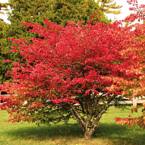 Burning Bush - Red