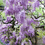 Wisteria - Purple