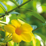 Trumpet Vine - Flava - Flowering Vine