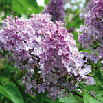Lilac - Purple