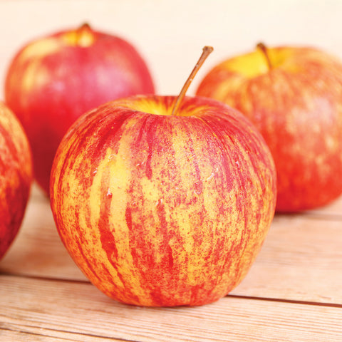 Apple Tree - Honeycrisp