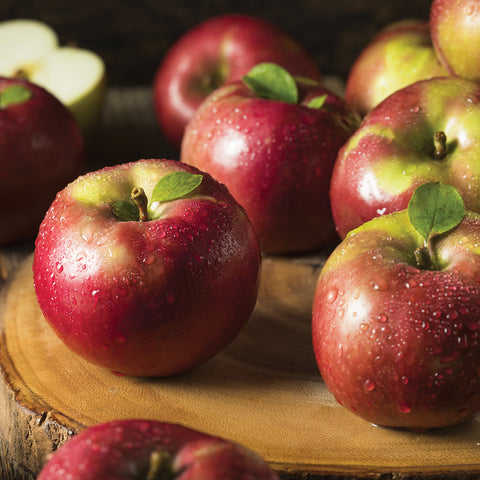 Apple Tree - McIntosh