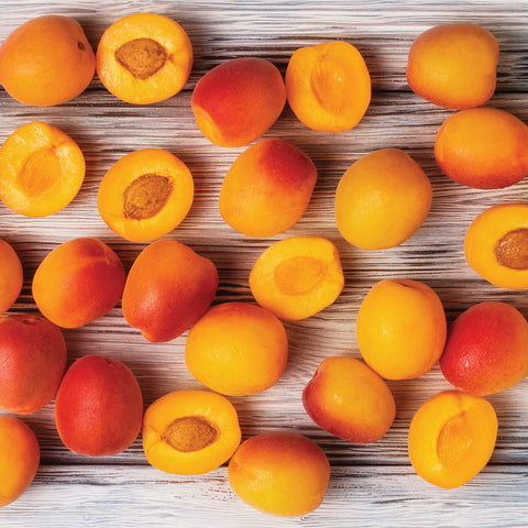Apricot Tree - Moorpark