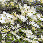 Dogwood Tree - Ornamental