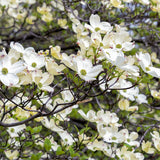 Dogwood Tree - Ornamental