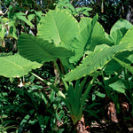 Elephant Ears - Alocasia Upright