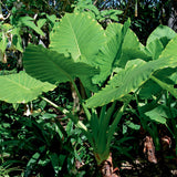 Elephant Ears - Alocasia Upright
