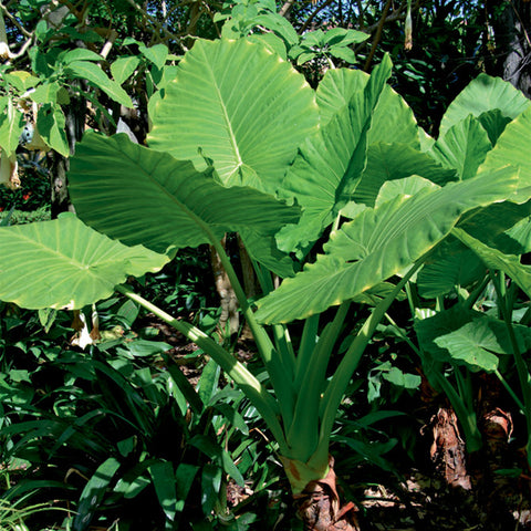 Elephant Ears - Alocasia Upright