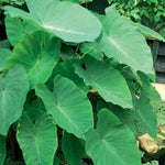 Elephant Ear - Colocasia