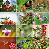 Gardening for Birds & Butterflies - Collection