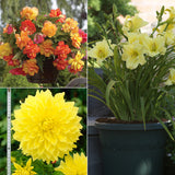 Color Your Garden Yellow - Collection