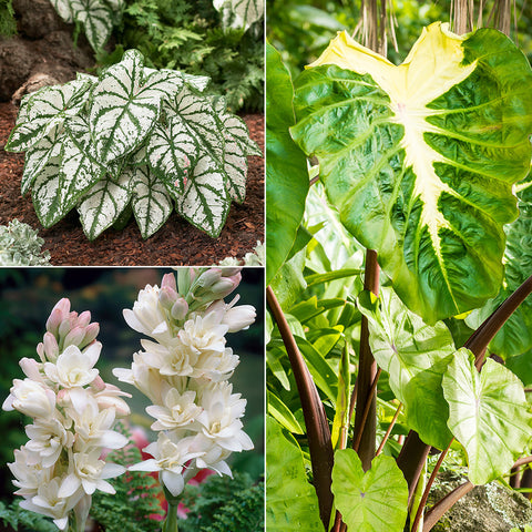Color Your Garden White - Collection