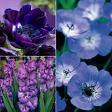 Color Your Garden Blue - Collection