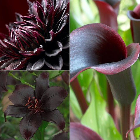 Color Your Garden Black - Collection