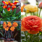 Color Your Garden Orange - Collection