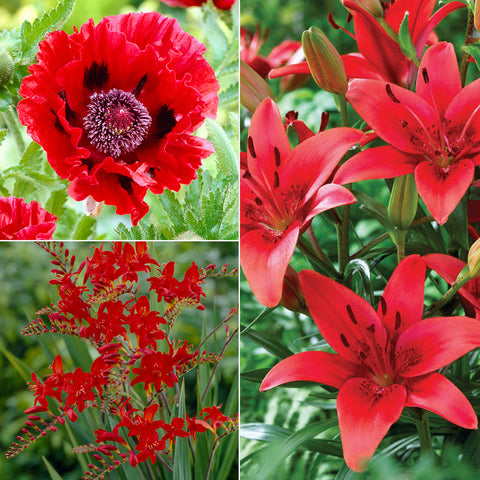 Color Your Garden Red - Collection