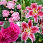 Color Your Garden Pink - Collection