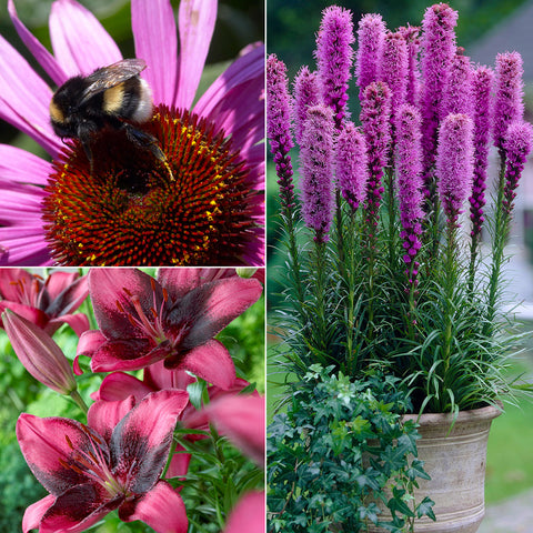 Color Your Garden Purple - Collection