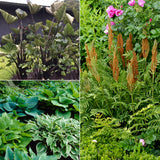 Color Your Garden Green - Collection