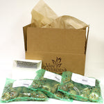 Perennial Patio Garden - Container Collection