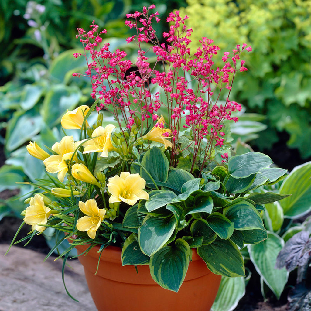 perennial potted plant Perennial Patio Garden