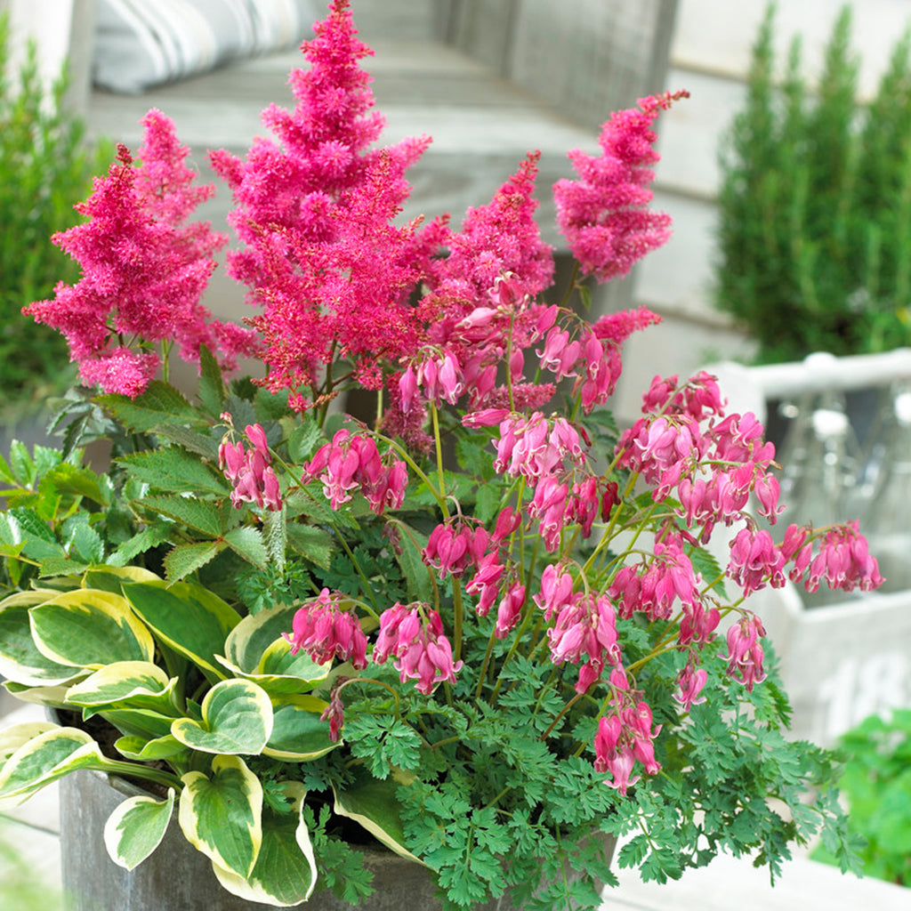 perennial pot plants Shade Perennial Garden
