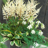 Shade Perennial White Garden - Patio Container Collection