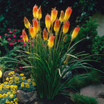 Kniphofia - Red Hot Poker