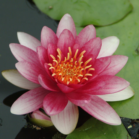 Water Lily - Attraction - Premium Series - Kit
