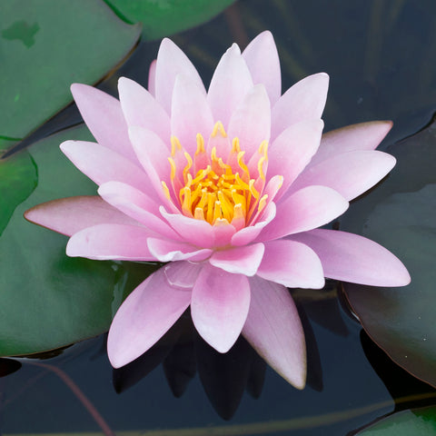 Water Lily - Venusta - Premium Series - Kit
