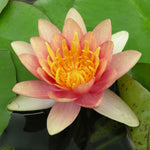 Water Lily - Sioux - Premium Series - Kit