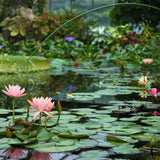 Water Lily - Sioux - Premium Series - Kit
