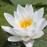 Water Lily - Hermine - Premium Series - Kit