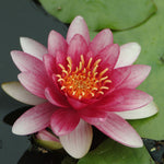 Water Lily - Phoebus - Premium Series - Kit