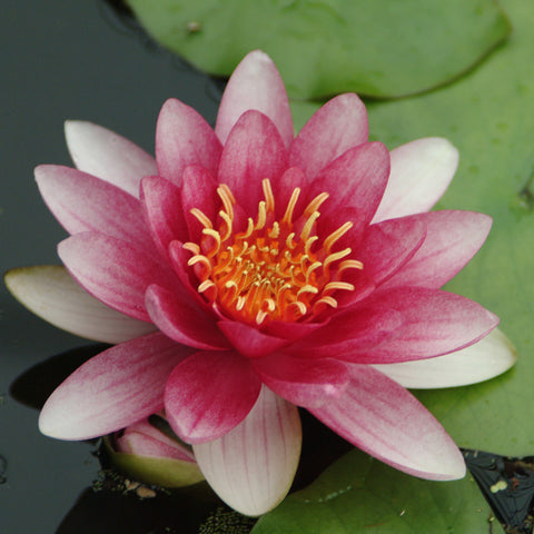 Water Lily - Phoebus - Premium Series - Kit