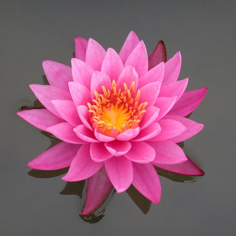 Water Lily - Mayla - Premium Series - Kit