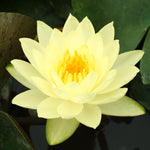 Water Lily - Joey Tomocik - Premium Series - Kit