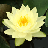 Water Lily - Joey Tomocik - Premium Series - Kit