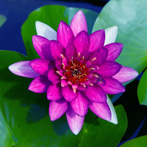 Water Lily - Nero - Premium Series - Kit
