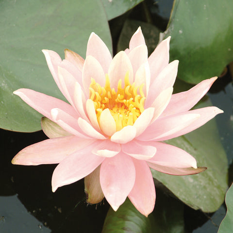Water Lily - Colorado - Premium Series - Kit