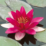 Water Lily - Laydekeri Fulgens - Premium Series - Kit