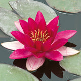 Water Lily - Laydekeri Fulgens - Premium Series - Kit