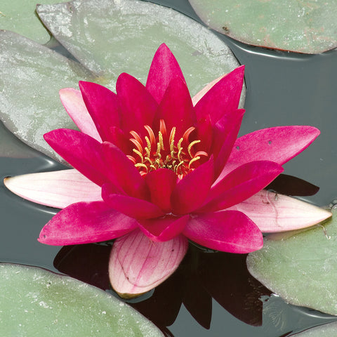 Water Lily - Laydekeri Fulgens - Premium Series - Kit