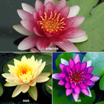 Water Lily - Collection - Premium Series - 3 Varieties - 3 Kits